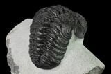 Adrisiops Weugi Trilobite - Recently Described Phacopid #137917-5